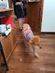 Pet boarding services 201 Pet Salon & Resort in Mountain Home in Arkansas