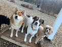 Pet boarding services 2nd Home Pet Resort in Columbus in Georgia