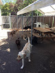 Pet boarding services 4 Paws Dog Day Care in Tigard in OR