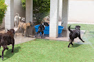 Pet boarding services 4 Paws Pet Resort in Mesa in Arizona