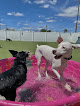 Pet boarding services 4 Seasons Pet Resort in Livonia in MI