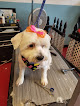 Pet boarding services 5 Star Pet Grooming in St Cloud in Florida