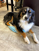 Pet boarding services A Doggie Boutique in Goddard in Kansas