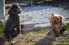 Pet boarding services A Dog's World Llc in Bryant in Arkansas