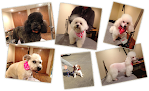 Pet boarding services A Great Place To Stay in Kansas City in Kansas