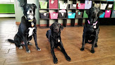 Pet boarding services A Happy Dog Day Camp And Boarding in Anchorage in Alaska
