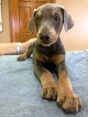 Pet boarding services A & J's Country Kennel in Franklin in Indiana
