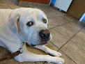 Pet boarding services Academy Animal Hospital in Baltimore in Maryland