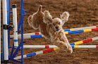 Pet boarding services Academy Kennels Boarding & Grooming Salon in Albuquerque in NM