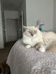 Pet boarding services Acaramia Ragdolls Of Wv in Bridgeport in West Virginia