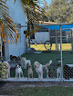 Pet boarding services Ace Pet Resort in Sarasota in Florida