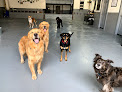 Pet boarding services Acme Dog Run in Brooklyn in Kings