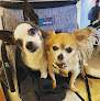 Pet boarding services Adobe Veterinary Clinic in Mesa in Arizona