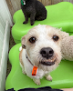 Pet boarding services Adogo Pet Hotel - Maple Grove,mn in Maple Grove in MN