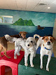 Pet boarding services Adventure Pet Resort in Las Vegas in Nevada