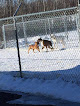 Pet boarding services Ak Livin The Dream Ranch, Llc. in Wasilla in Alaska