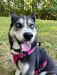 Pet boarding services Alabama Blackwater Kennels in Jasper in Alabama