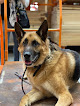 Pet boarding services Alaska Dog Boarding & Training Inc in Palmer in Alaska