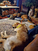 Pet boarding services Alder Creek Pet Lodge Inc. in Poulsbo in Washington