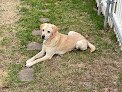 Pet boarding services Alexandria Pet Inn Resort-spa in Alexandria in Louisiana