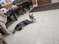 Pet boarding services Alford Avenue Veterinary Hospital in Birmingham in Alabama