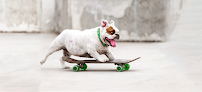 Pet boarding services Alii Animal Unleashed in Honolulu in HI
