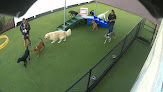 Pet boarding services All American Pet Resorts Punta Gorda in Punta Gorda in Florida