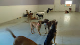 Pet boarding services All Dogs Bark-n-play in Wichita in Kansas