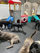 Pet boarding services All Dogs Club in College Park in Maryland