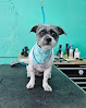 Pet boarding services All In One Pet Parlor - Dog & Cat Grooming in Plant City in Hillsborough