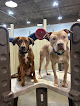 Pet boarding services All Paws & Pals Play And Stay in Shawnee in KS