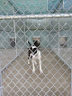 Pet boarding services All Paws Pet Kennel in Gainesville in Florida