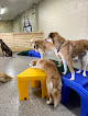 Pet boarding services All Paws Retreat in Columbus in Franklin