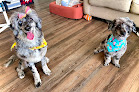 Pet boarding services All Pet Grooming in Bountiful in UT