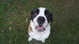 Pet boarding services All Seasons Canine Country Club in Rogers in MN