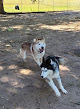 Pet boarding services Almost Home Dog Boarding in Abilene in KS