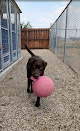 Pet boarding services Almost Home Pet Resort in Box Elder in SD