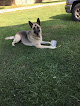 Pet boarding services Alpha Dog Boarding And Doggie Daycare in Maurice in Louisiana