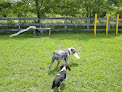 Pet boarding services Alpha K9 Center in Duck in West Virginia