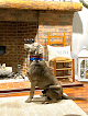 Pet boarding services Alpha Pet Boarding And Doggie Day Care in Scottsville in Kentucky