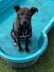 Pet boarding services Alta Vista Boarding & Grooming in Phoenix in Arizona
