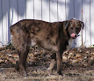 Pet boarding services Always Home Pet Services in Salina in Kansas