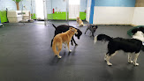 Pet boarding services American Boarding Kennel in Burnsville in MN