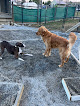 Pet boarding services Anastasia's Acres Dog Boarding in Argyle in Washington