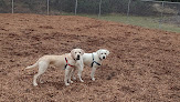 Pet boarding services Andrea's Animal Care Llc in Underhill in VT