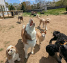 Pet boarding services Angel's Pet Boarding Llc in South Bend in Indiana