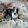 Pet boarding services Animal Care Center & Resort in El Dorado in Kansas