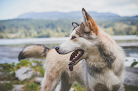 Pet boarding services Animal Daycare & Boarding Llc in Anchorage in Alaska