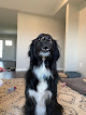 Pet boarding services Animal Doctor Blue Hills in Manhattan in Kansas