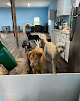 Pet boarding services Animal Friends' Pampered Paws in Bealeton in Fauquier